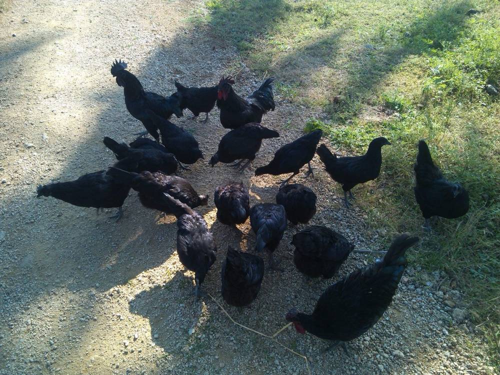 Madhya Pradesh’s Kadaknath Chicken Wins the Battle of GI Tag